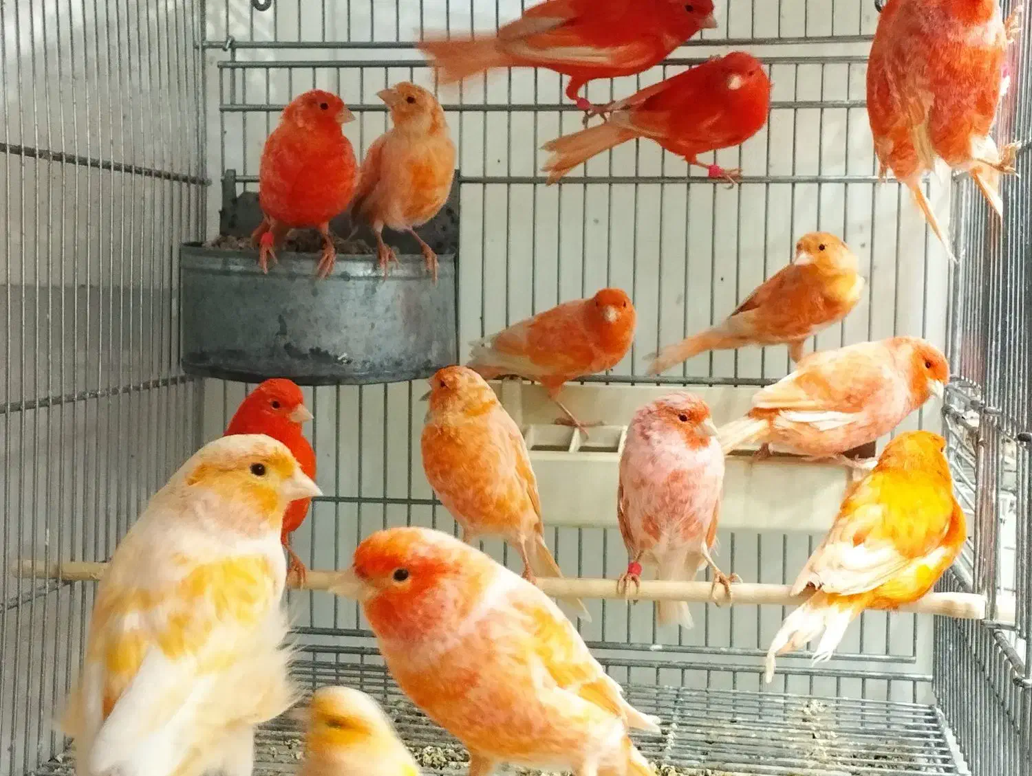 قناری سرخ|پرنده|سبزوار, کاشفی شمالی (دادگستری)|دیوار