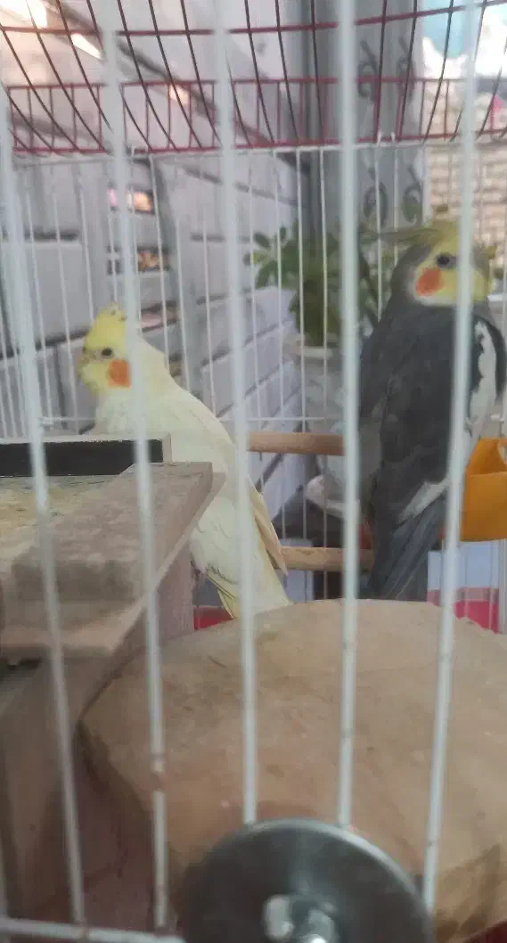 یک جفت عروس هلندی با قفس|پرنده|برخوار, |دیوار