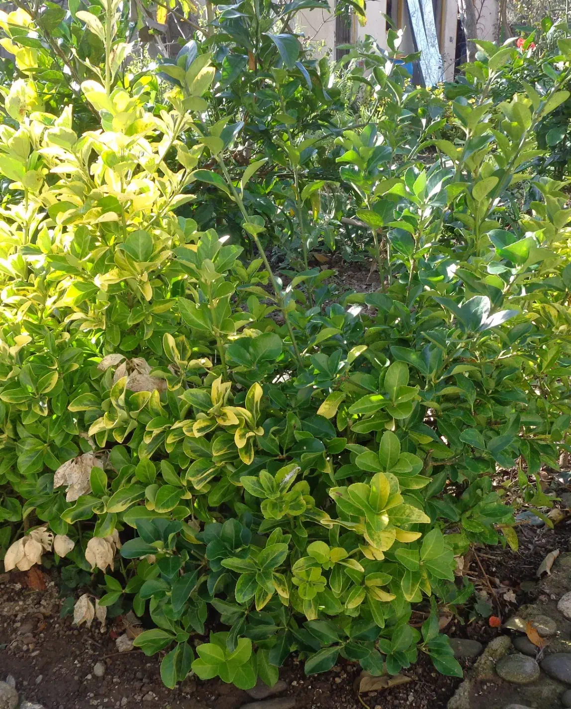 شمشاد طلایی و معمولی|گل و گیاه طبیعی|کیاشهر, |دیوار