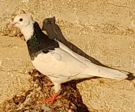 طوقی و سفید|پرنده|بندر دیر, |دیوار