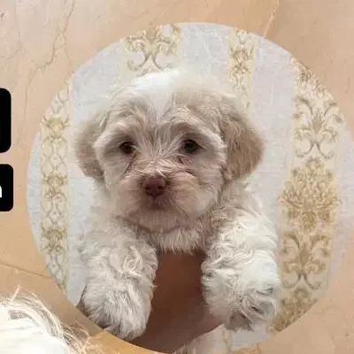 توله سگ شیر خوار گم شد|حیوانات|خوی, |دیوار