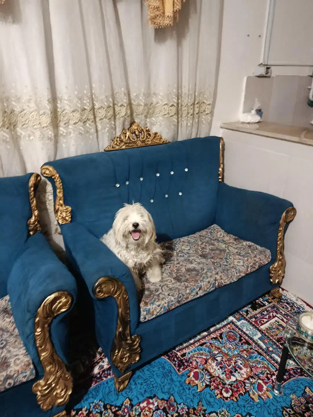 سگ پشمالو|سگ|سنندج, |دیوار