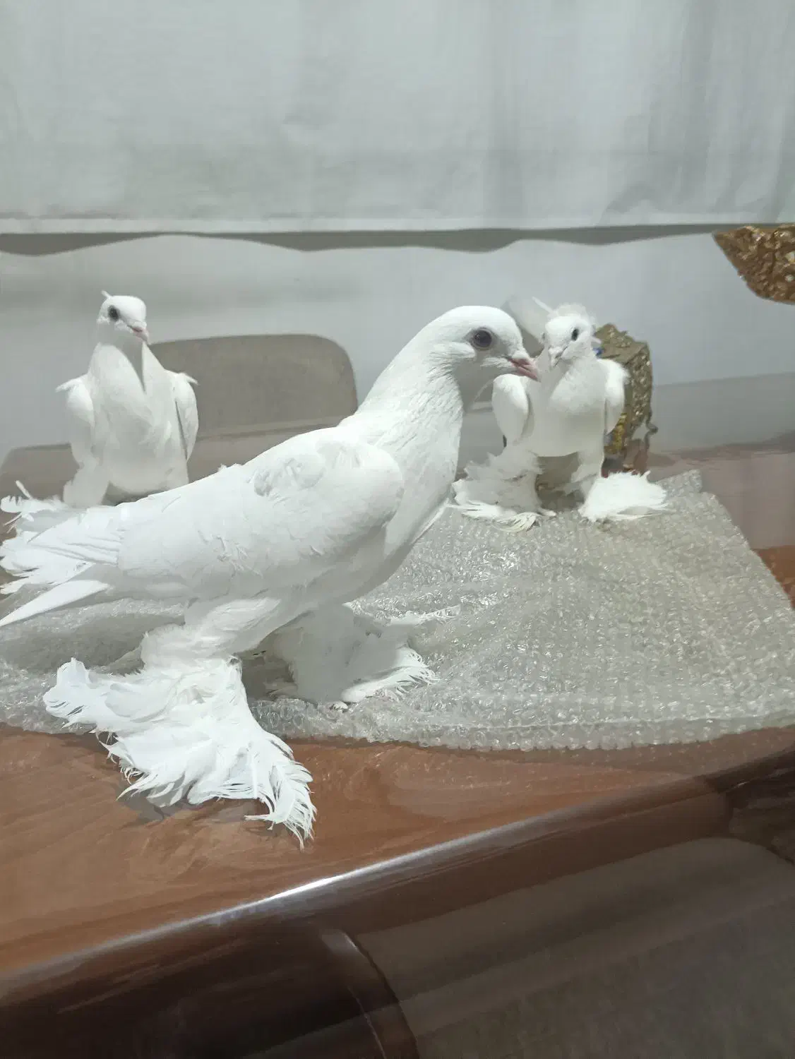 کفتر پاپر|پرنده|تبریز, |دیوار