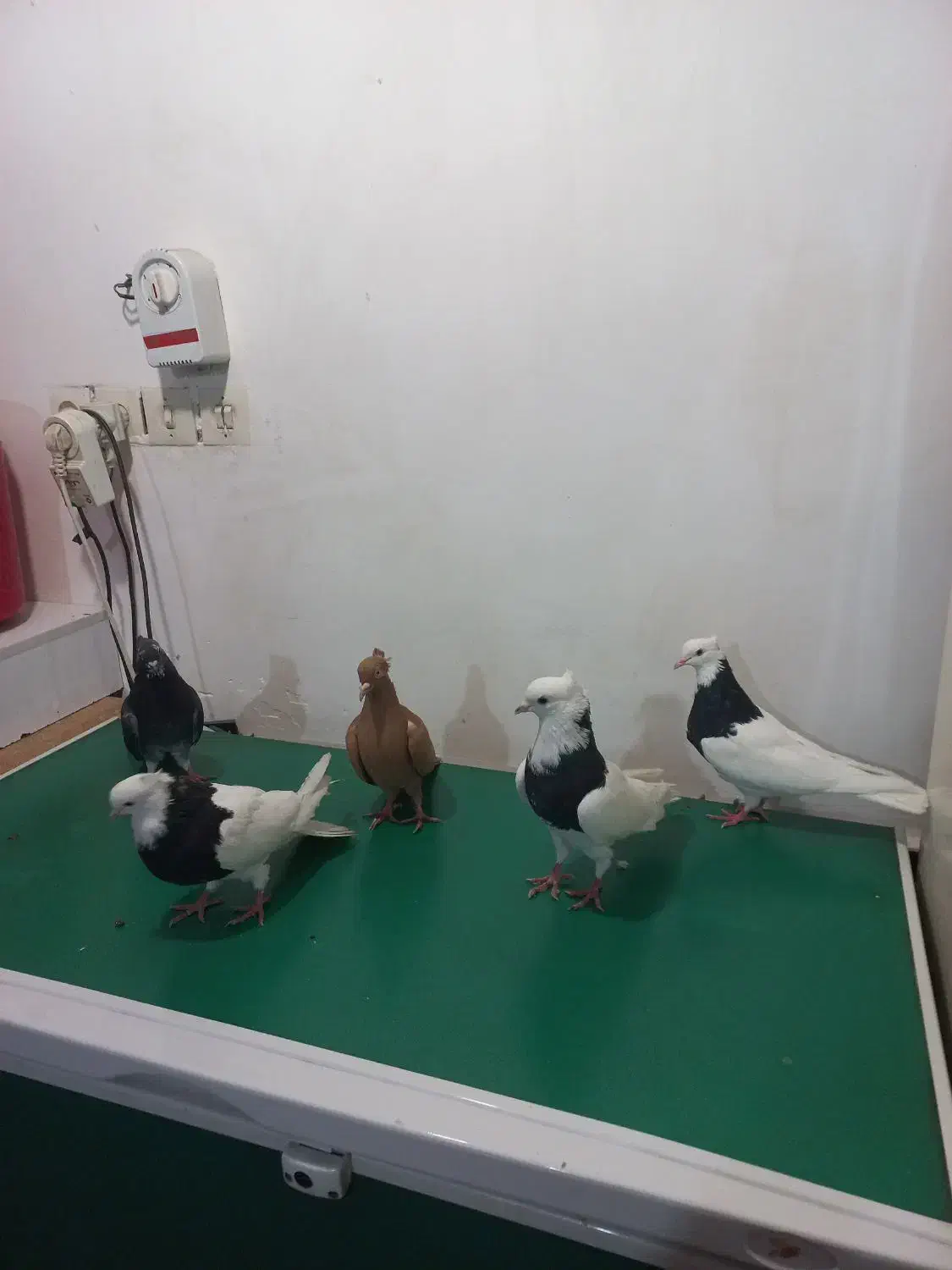 کبوتر دم سفید طوقی|پرنده|کارون, |دیوار