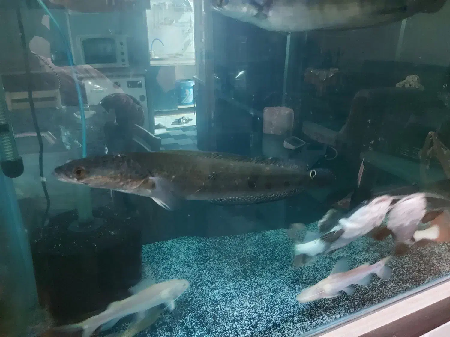 ماهی آکواریومی و مانستر|ماهی|ساری, |دیوار