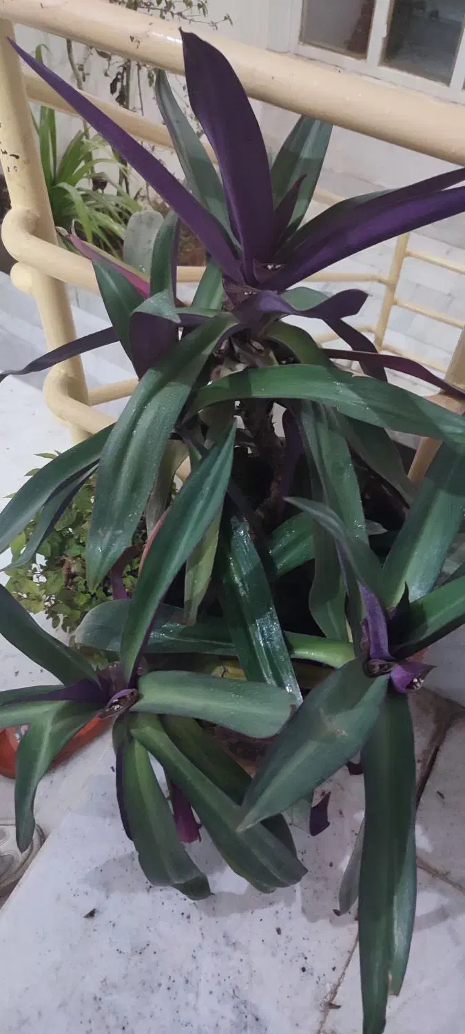 گل و‌گیاه|گل و گیاه طبیعی|کاشمر, |دیوار