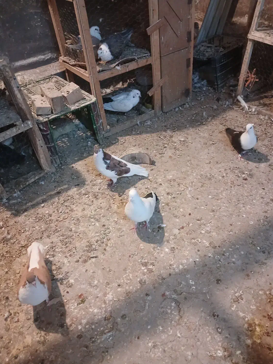 کبوتر رنگی|پرنده|سبزوار, جهاد کشاورزی|دیوار