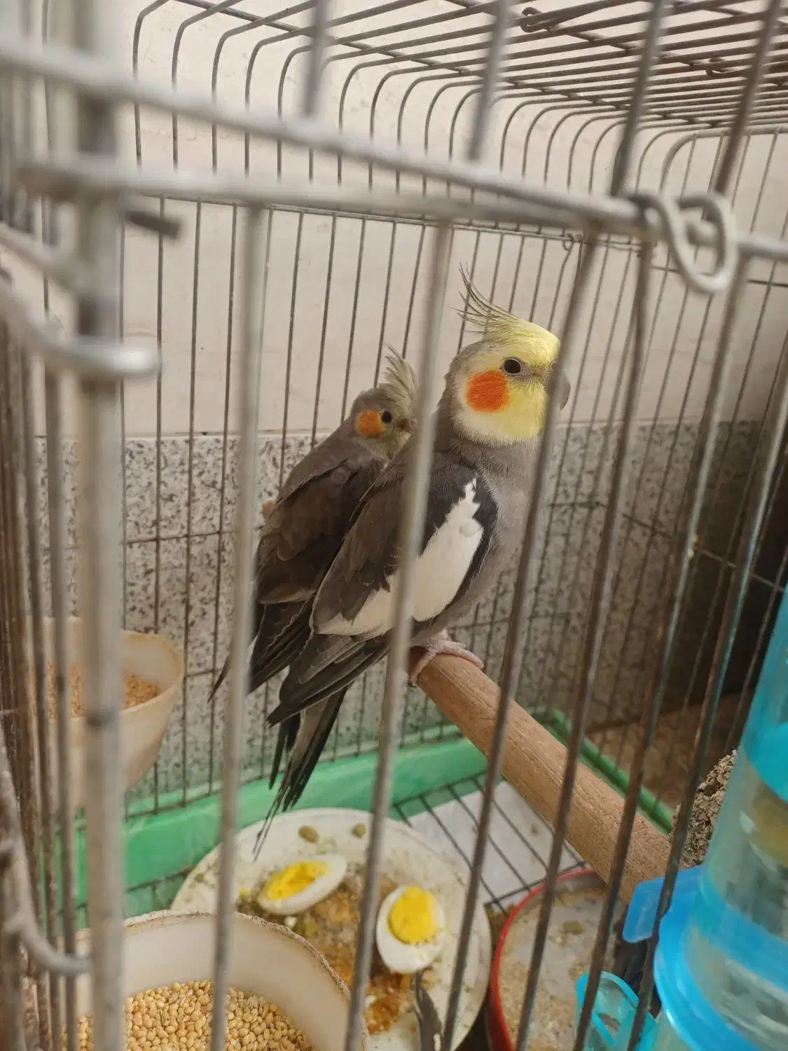 عروس هلندی نر با تغذیه ی سالم|پرنده|امیدیه, |دیوار