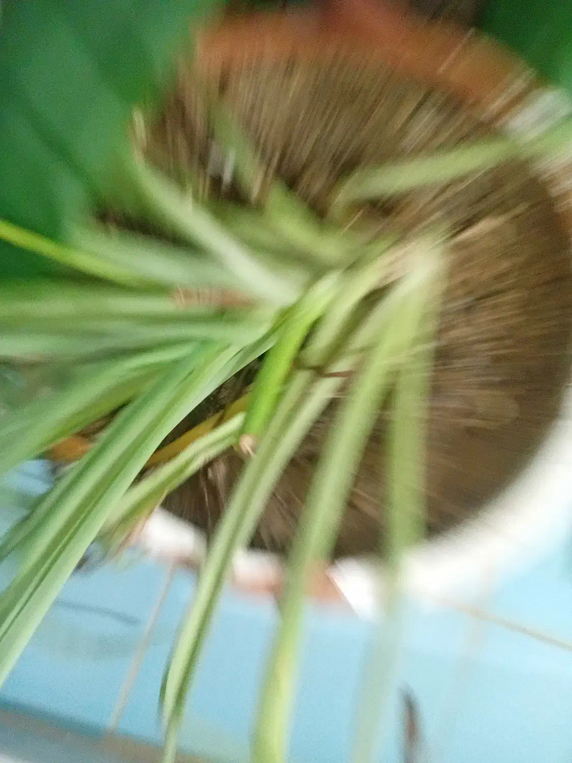 فروش خار باغ برای گوسفند نکوبیده|لوازم جانبی حیوانات|عطاملک, |دیوار