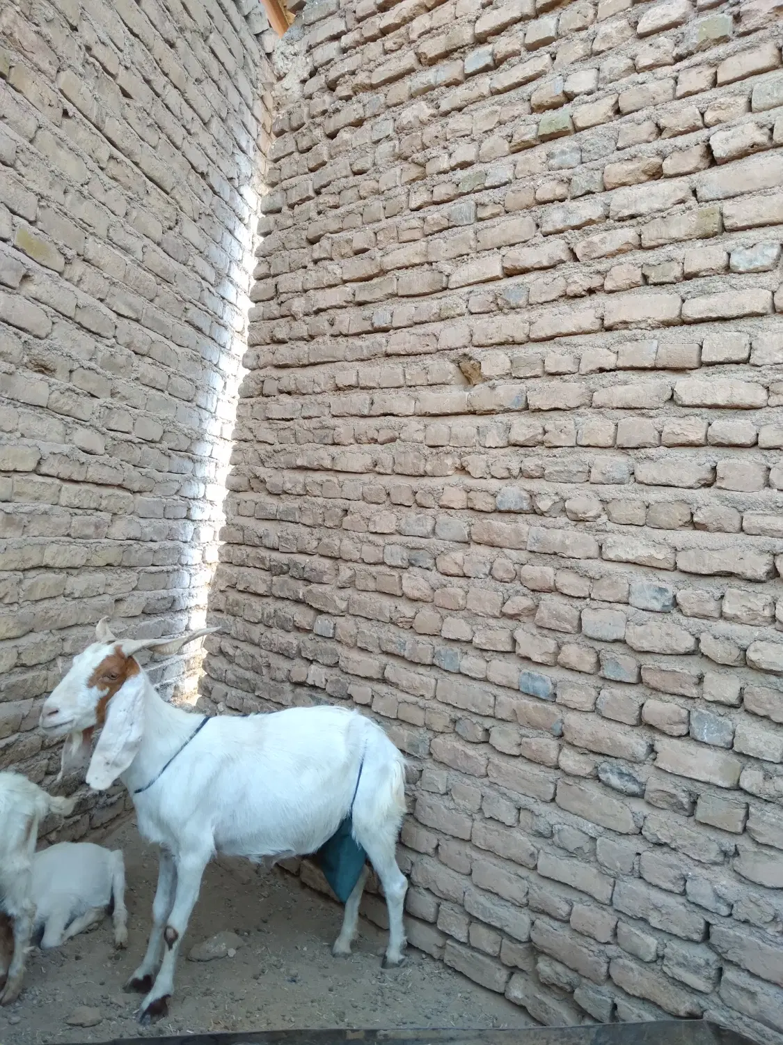 حیوانات|حیوانات مزرعه|پائین جام, |دیوار