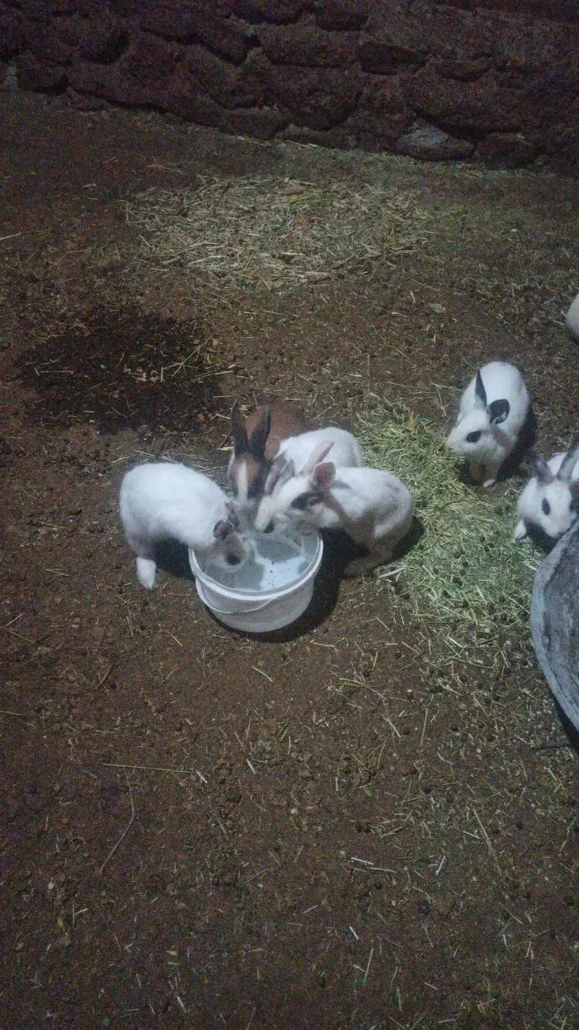 خرگوش|موش و خرگوش|سارال, |دیوار