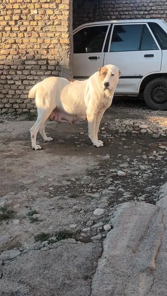 ماده آلابای|سگ|سنگدوین, |دیوار