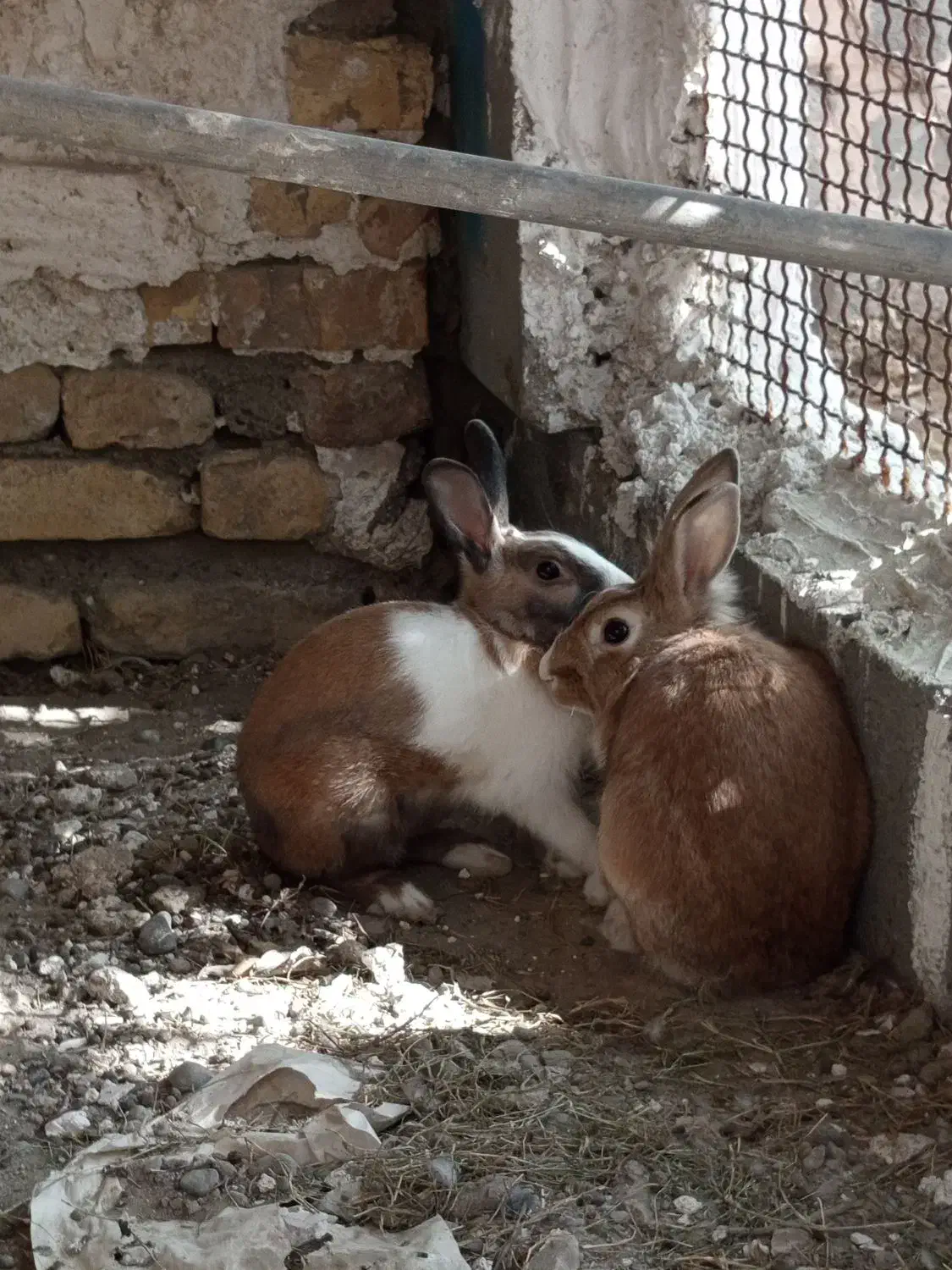 فروش یک جفت خرگوش سالم ۸۰۰|موش و خرگوش|میناب, |دیوار