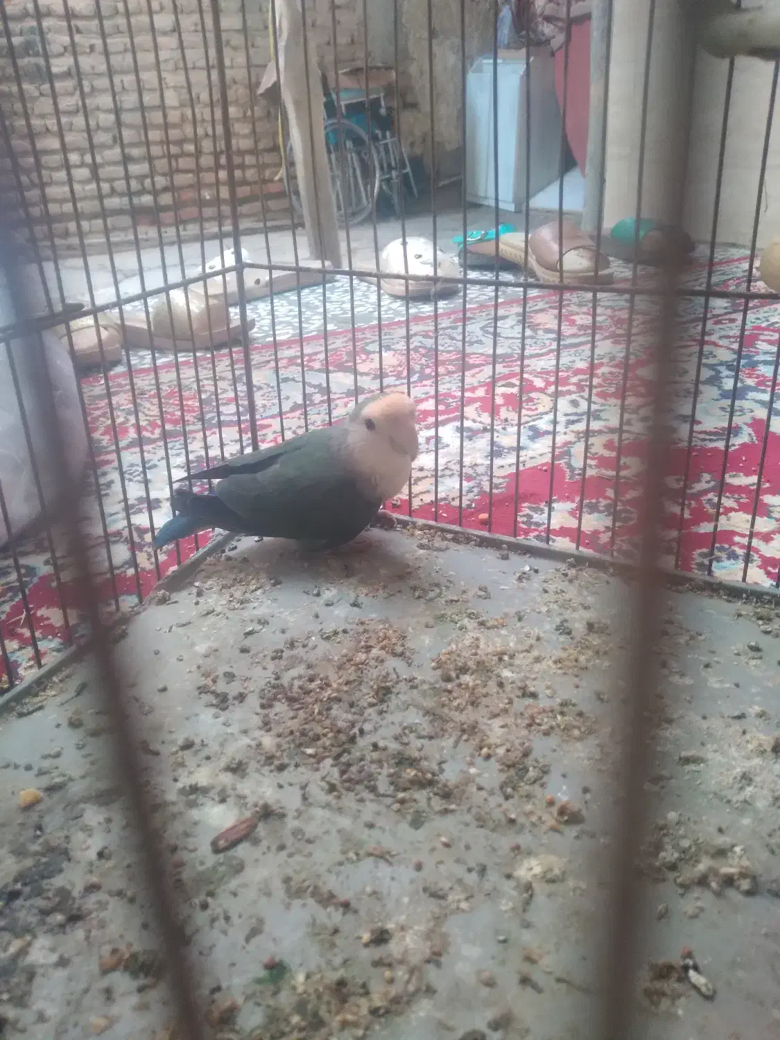 طوطی برزیلی خوش رنگ|پرنده|گنبد کاووس, |دیوار