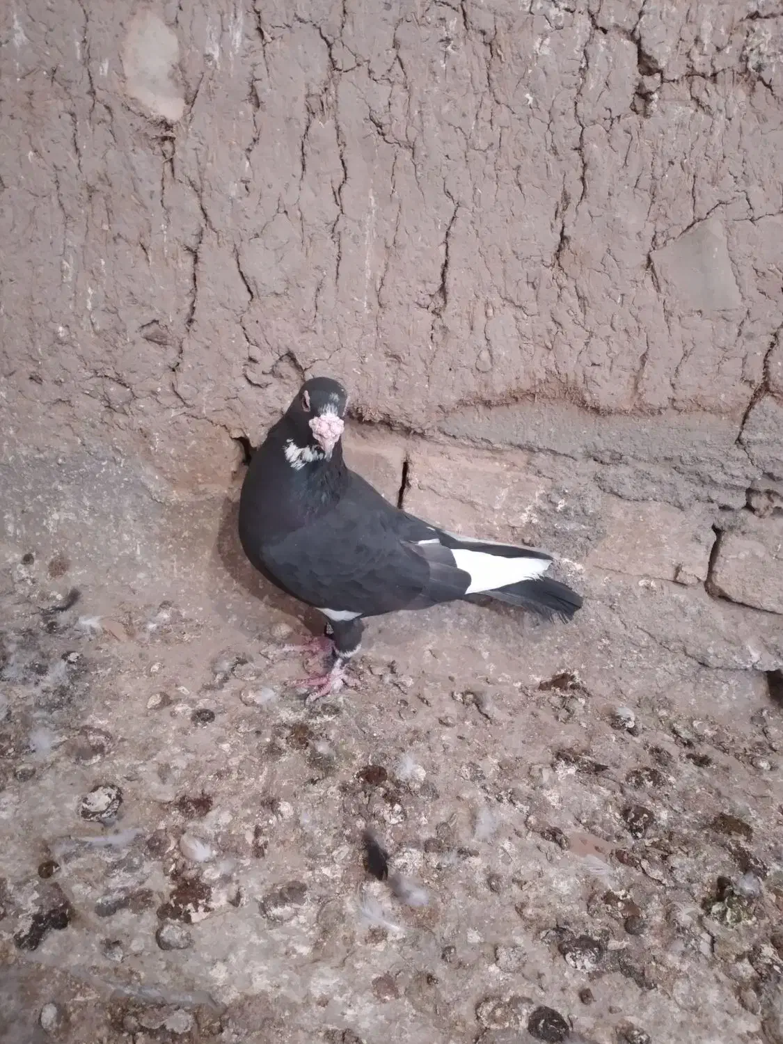 کفتر|پرنده|کشکوئیه, |دیوار