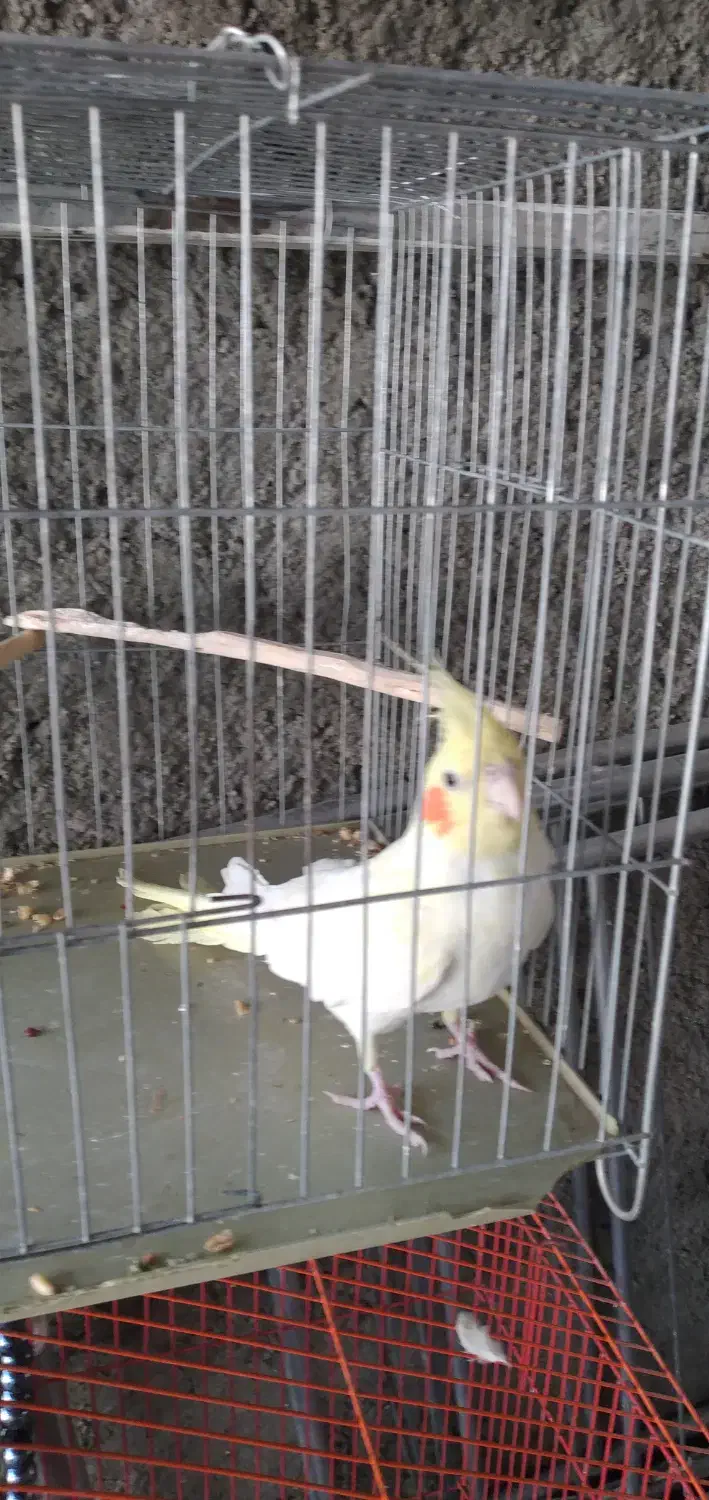 عروس هلندی لوتینو|پرنده|سرپل ذهاب, |دیوار