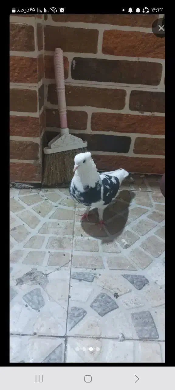 ماده|پرنده|قم, بلوار امین و ساحلی|دیوار