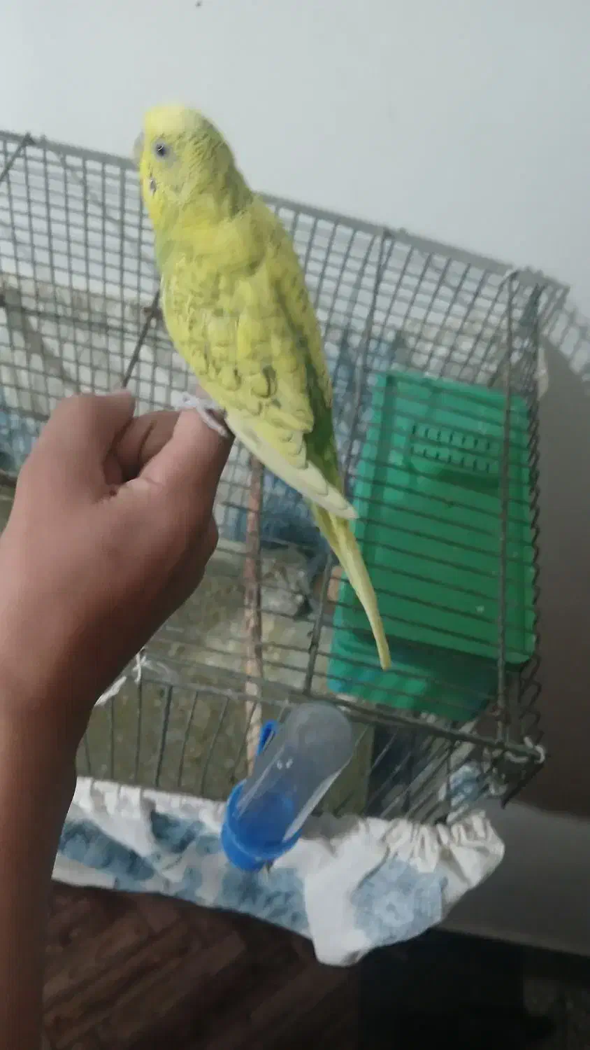 مرغ عشق دستی|پرنده|ساوه, |دیوار