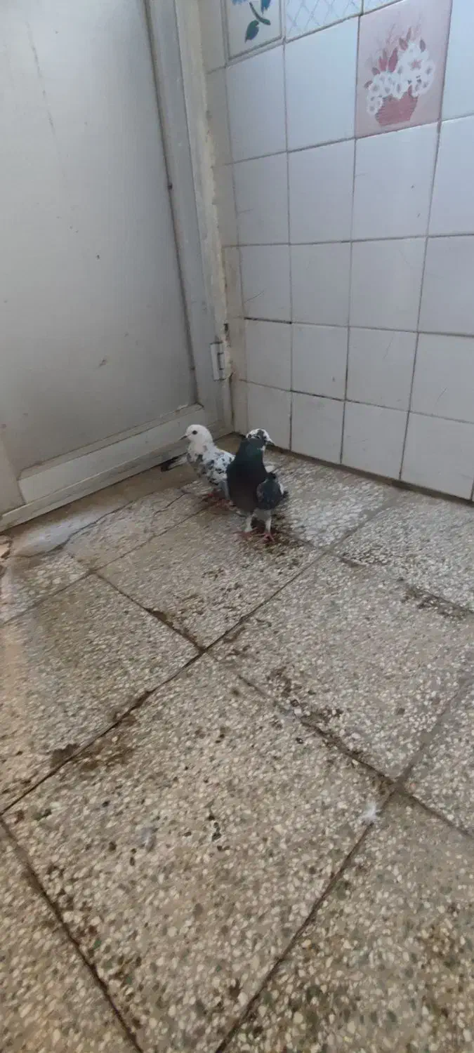 کفتر پرشی|پرنده|قم, علی آباد سعدگان|دیوار