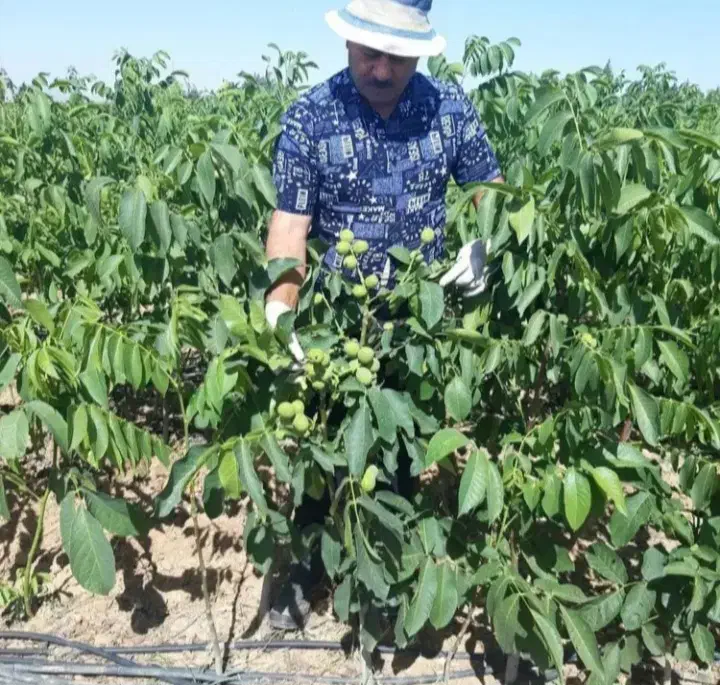 فروش نهال انواع بادام و گردو پربار|خدمات باغبانی و درختکاری|بیرجند, |دیوار