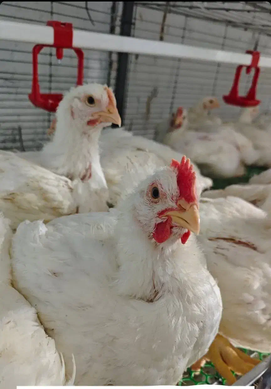 مرغ بدون انتی بیوتیک گوشتی|حیوانات مزرعه|فرح آباد, |دیوار