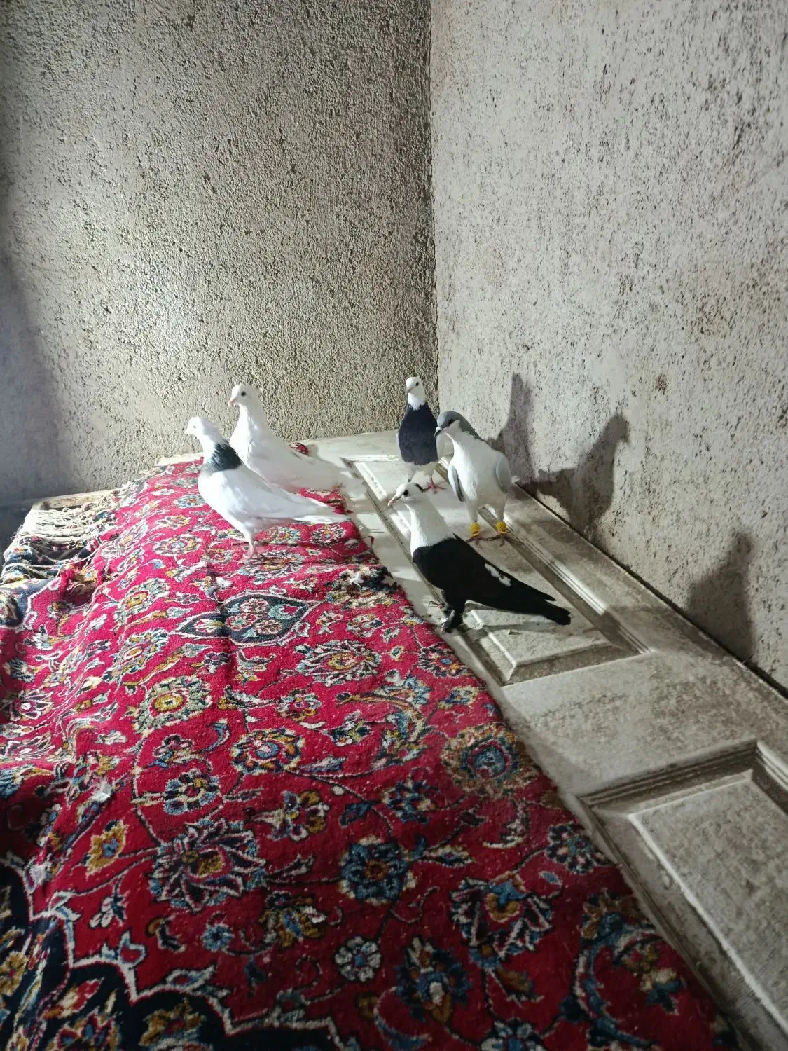 فروشی|پرنده|تاکستان, |دیوار