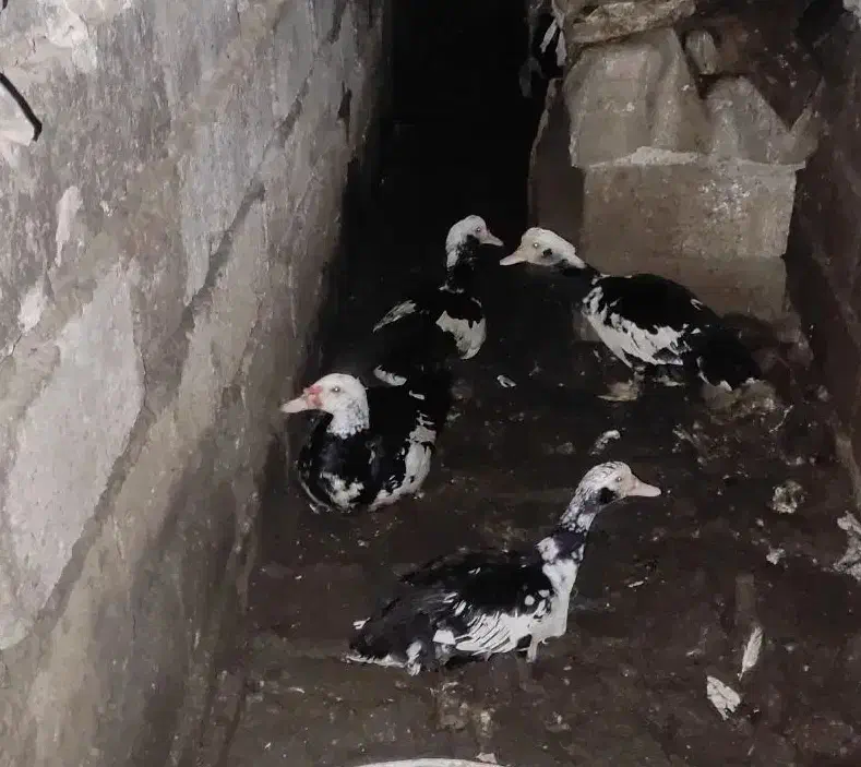 اردک خارجی ۲ عدد نر ۲ عدد ماده|حیوانات مزرعه|قائمشهر, |دیوار