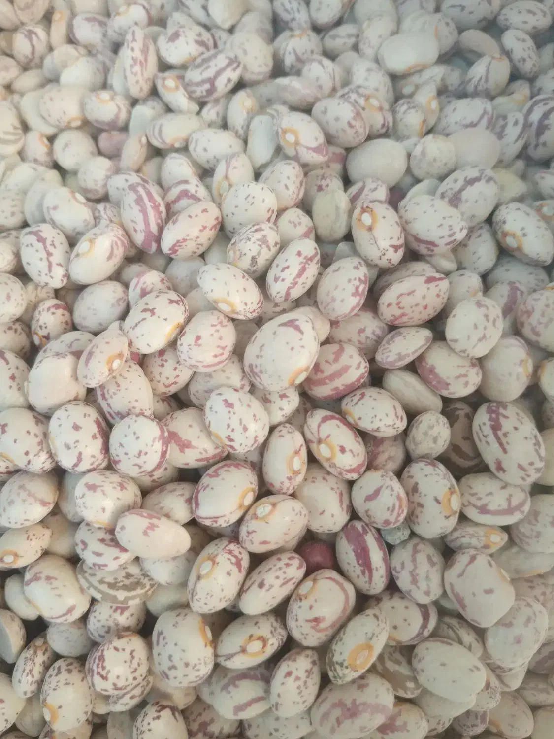 لوبیا چیتی درجه یک بوجاری شده|عمده‌فروشی|درودزن, |دیوار