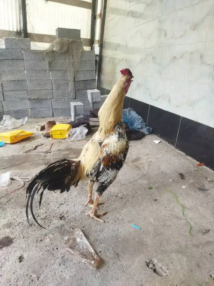 فروش نقدی|حیوانات مزرعه|رودبنه, |دیوار