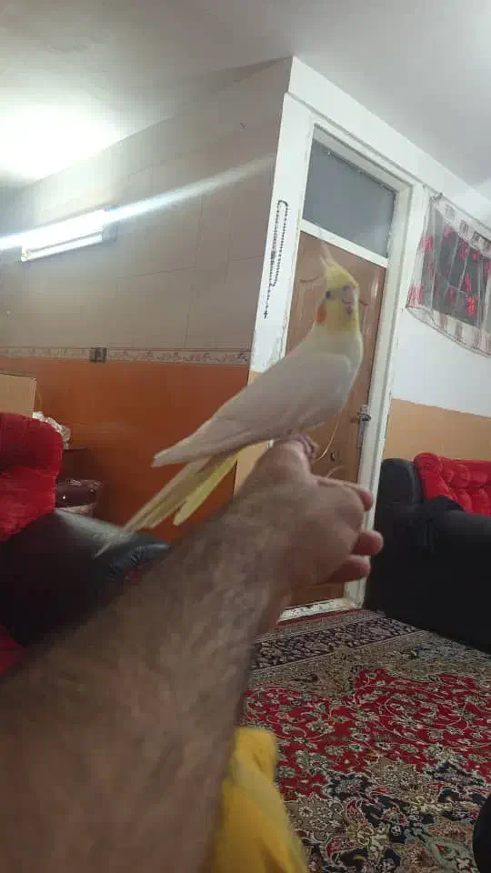 عروس هلندی لوتینا|پرنده|یزد, |دیوار