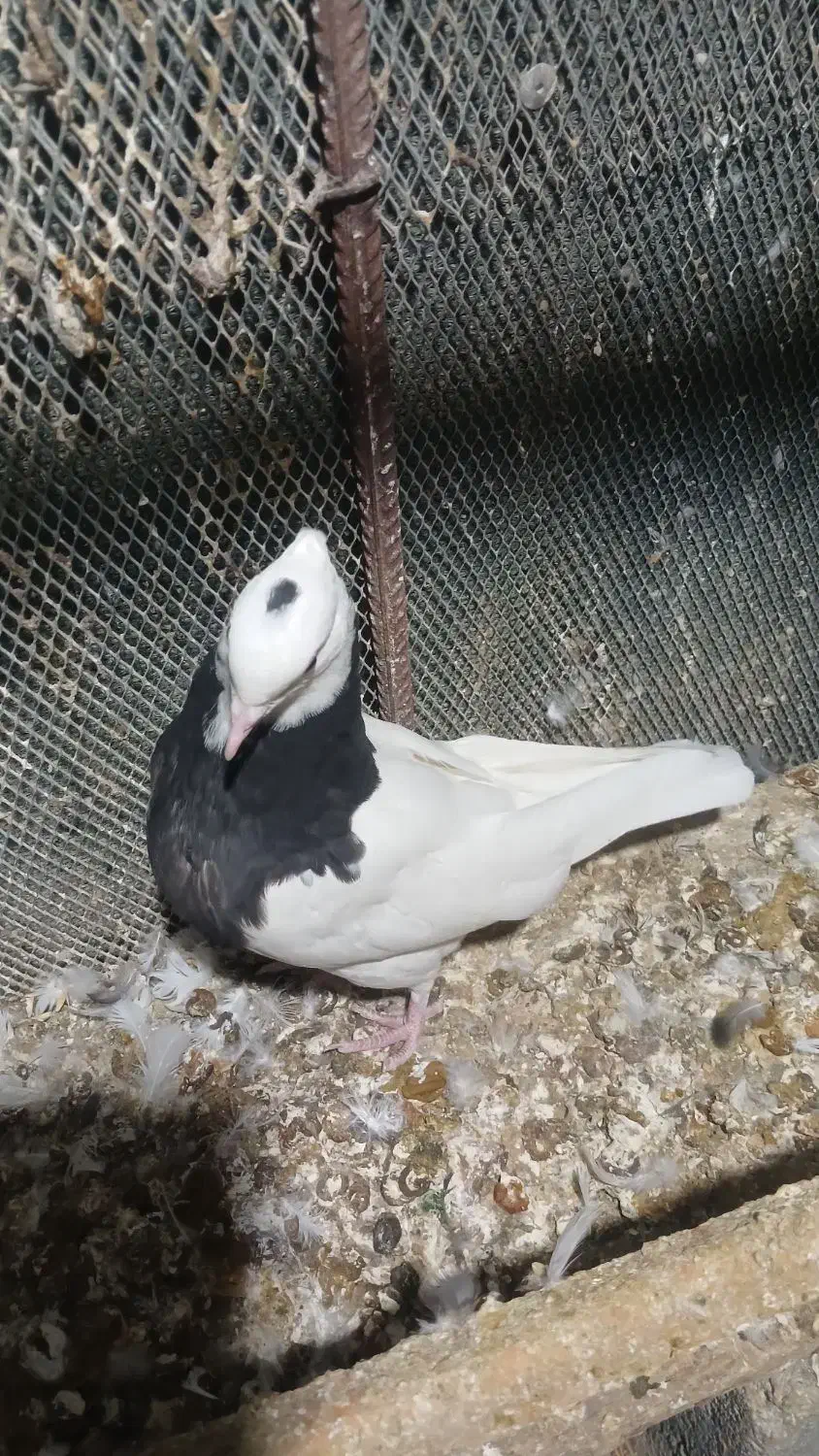 طوقی|پرنده|بندرعباس, |دیوار