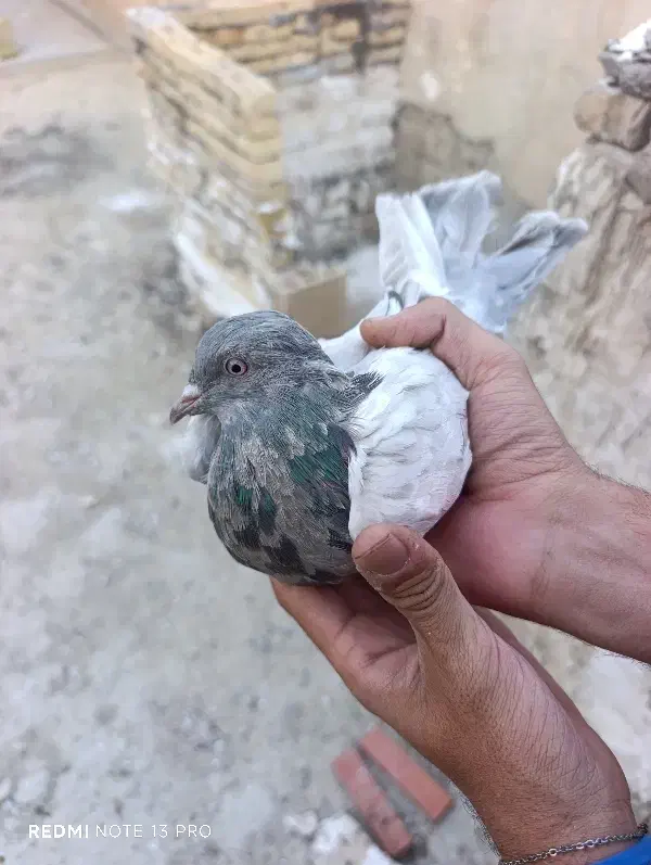 صدادار|پرنده|مسجد سلیمان, |دیوار