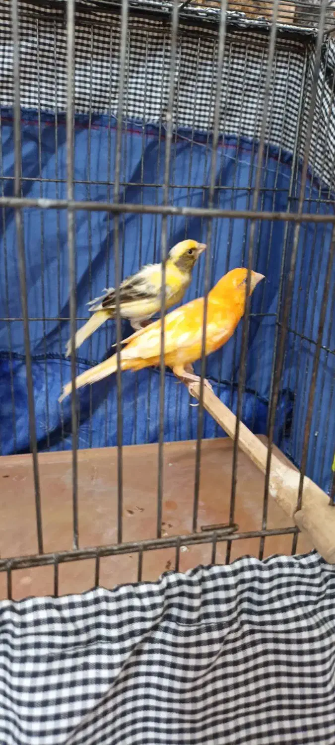 دوتا قناری ماده آماده|پرنده|خرمآباد, |دیوار