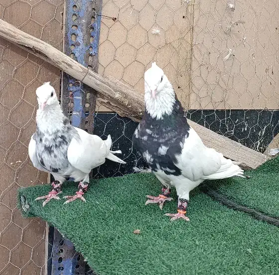 طوقی زرین و الماسی صربی|پرنده|شاهینشهر, عطار|دیوار