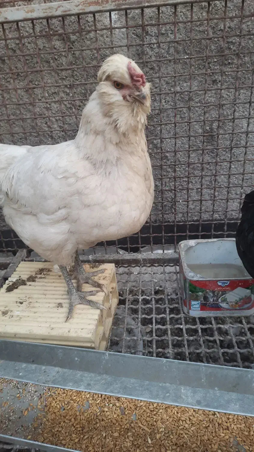 مرغ گلین|حیوانات مزرعه|مبارکه, |دیوار