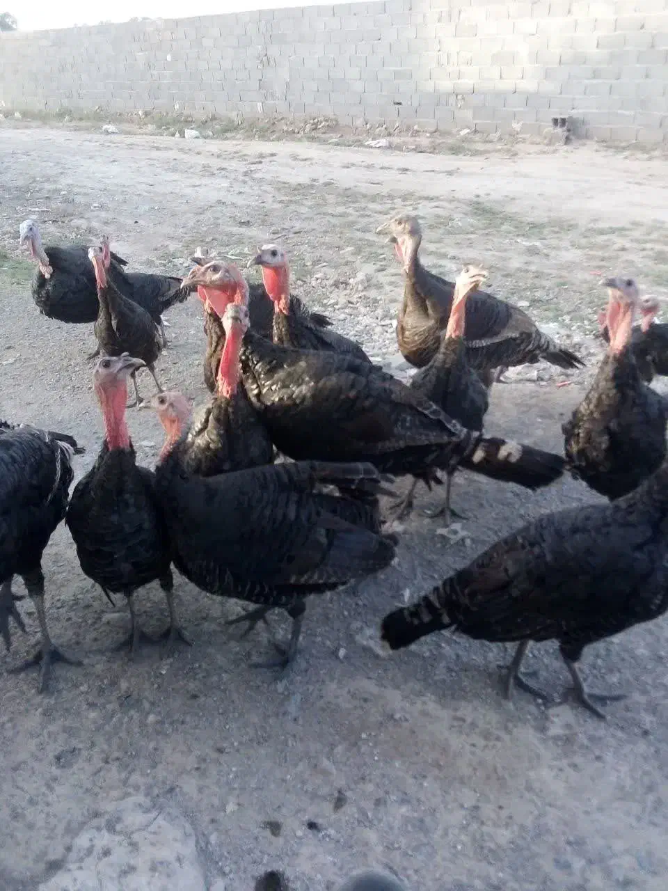 بوقلمون برنز|حیوانات مزرعه|مشهد, نیزه|دیوار