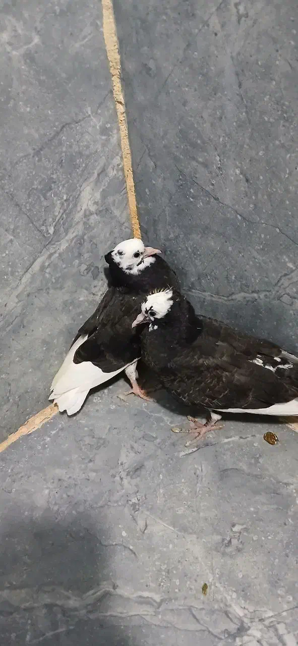 یک جفت کفتر ابلق|پرنده|مریوان, |دیوار