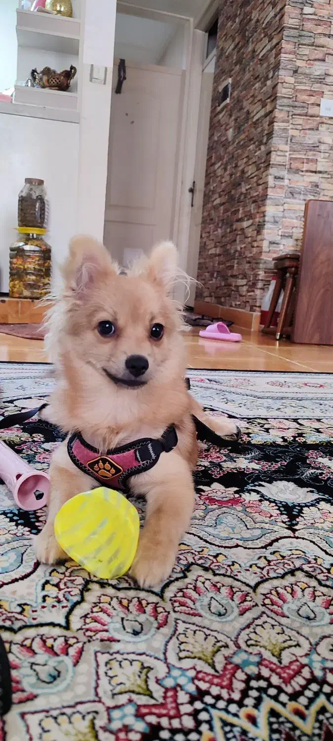 سگ پامر|سگ|فردیس, شهرک ارم|دیوار