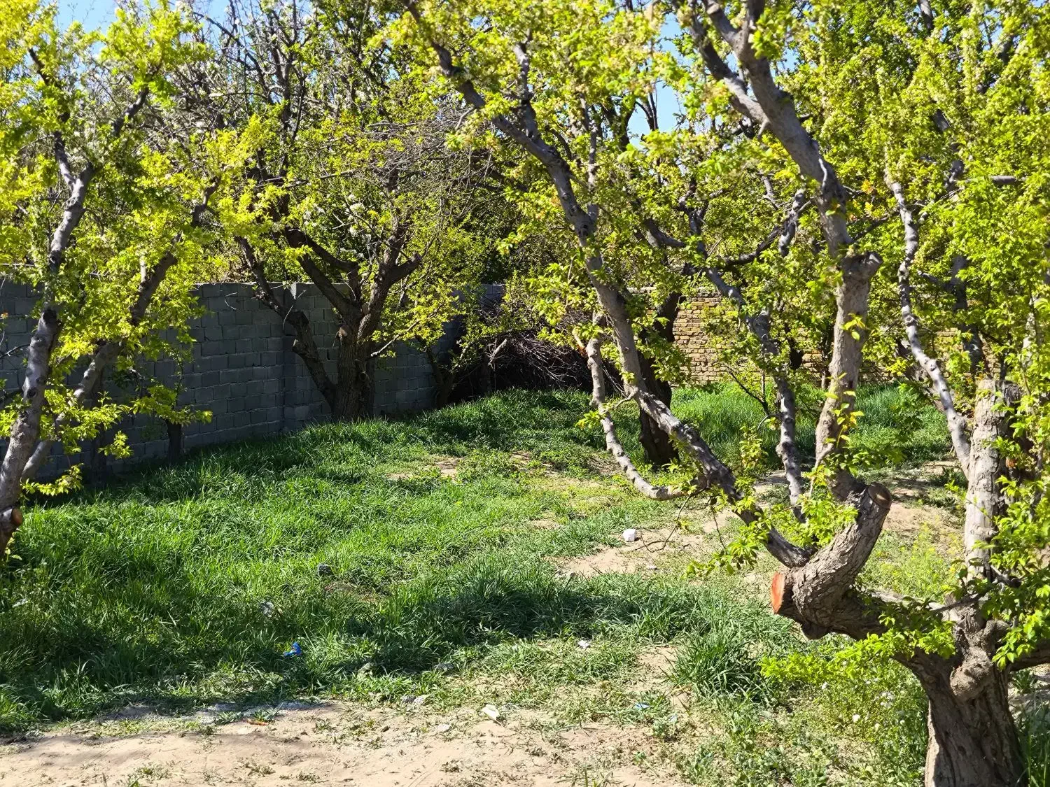 375 متر باغ 30 ساله / 100 قدمی بلوار محمدشهر/ جنگل|فروش خانه و ویلا|ماهدشت, |دیوار