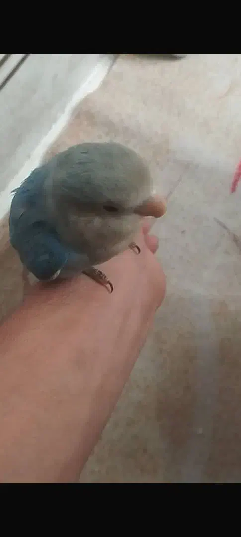 مرغ عشق قناری فنچ طوطی عروس هلندی مرغ مینا|پرنده|یاسوج, |دیوار