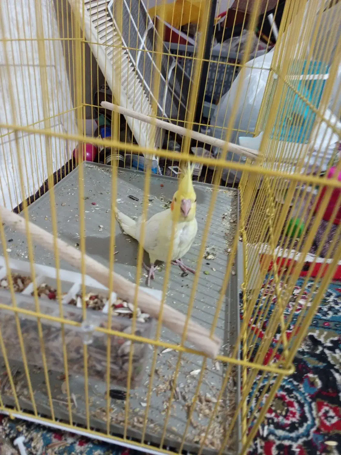 عروس هلندی نر|پرنده|لامرد, |دیوار