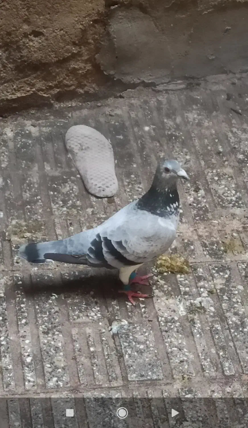 سوسک ماده|پرنده|نگین شهر, |دیوار