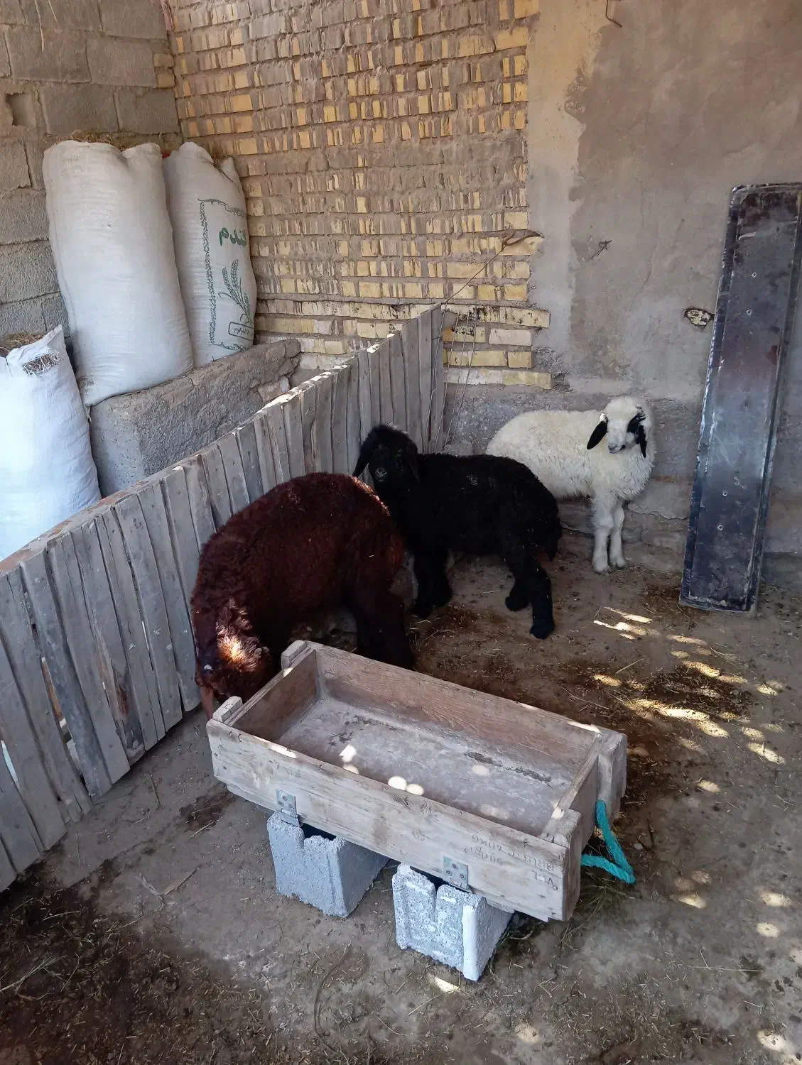 گوسفند|حیوانات مزرعه|سوسنگرد, |دیوار