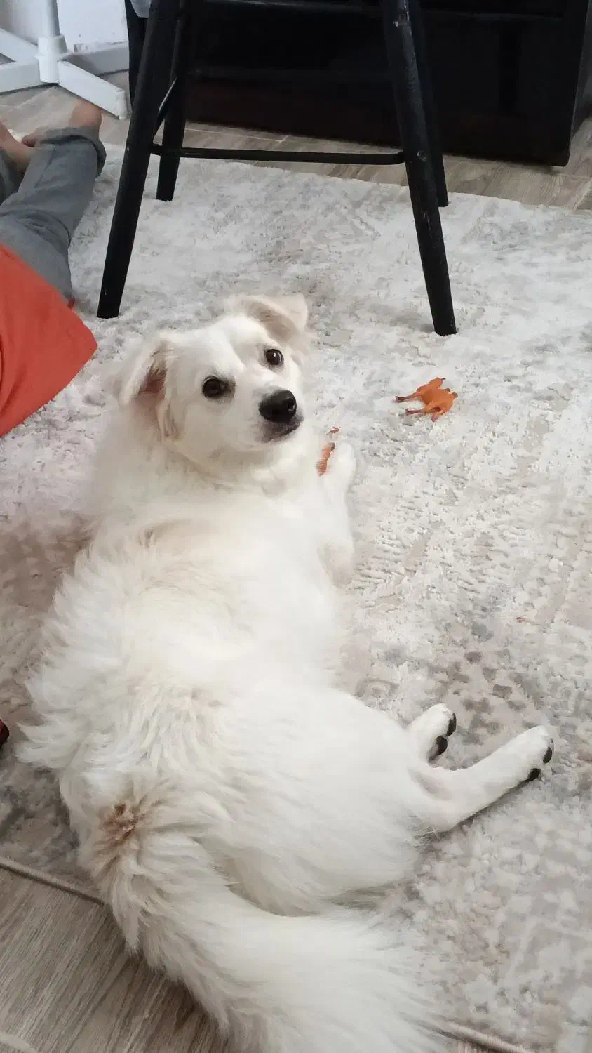 اشپیتز میکس|سگ|لاهیجان, کوی زمانی|دیوار