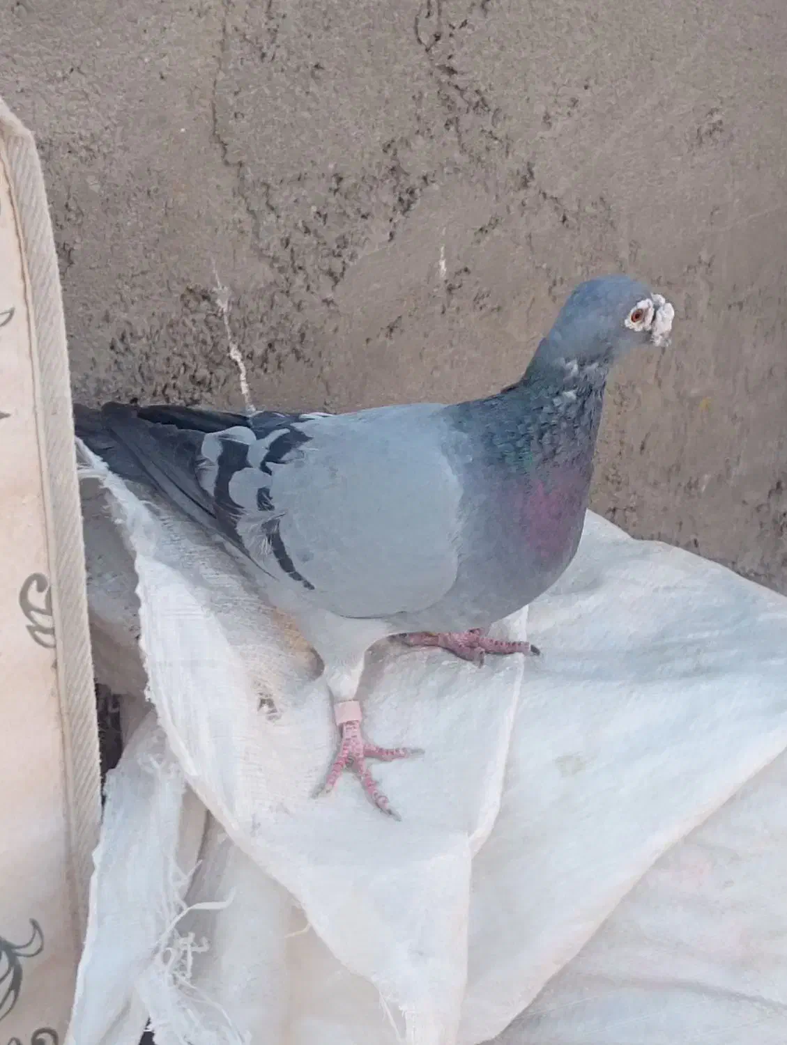 سبز|پرنده|تربت‌حیدریه, جانبازان|دیوار