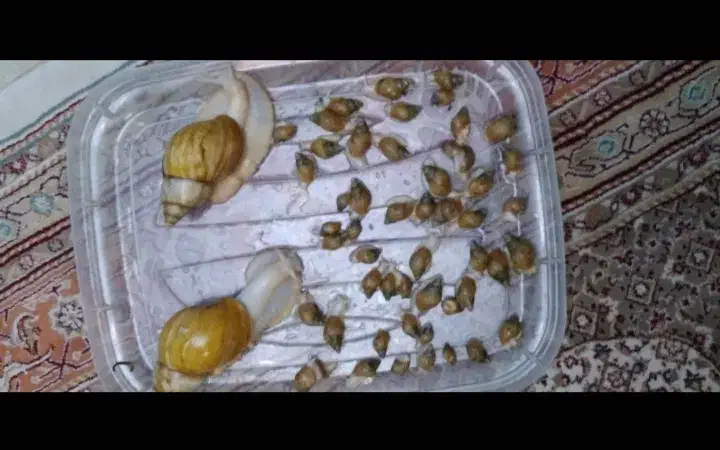 حلزون کلاژن ساز|خزنده|تهران, شهرک رضویه|دیوار