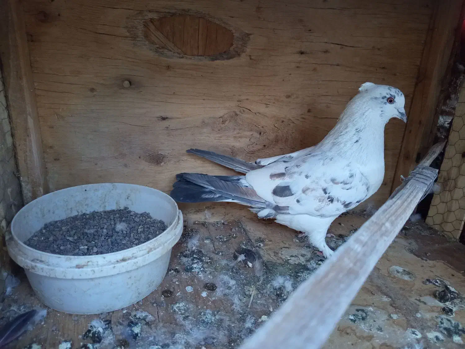 کفتر پرشی|پرنده|قم, یزدان‌شهر|دیوار