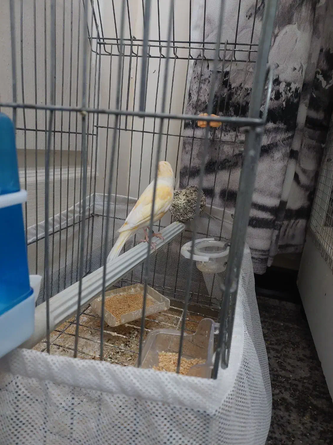 یک عدد قناری موزاییکی|پرنده|تهران, شهرک ولیعصر شمالی|دیوار