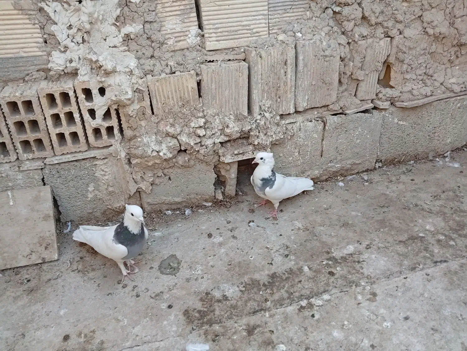 کبوتر طوقی.|پرنده|خمینی‌شهر, |دیوار