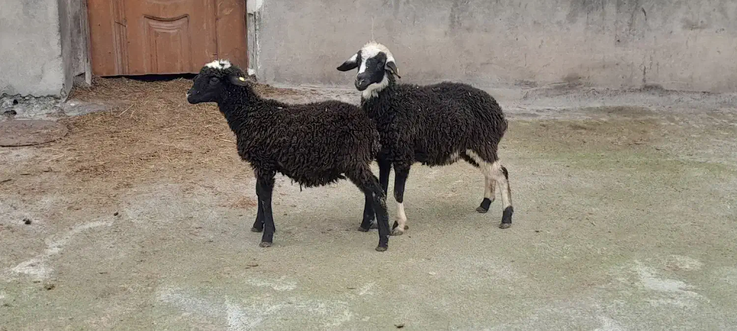 2عدد بره|حیوانات مزرعه|نوشهر, |دیوار